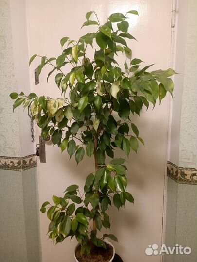 Фикус бенджамина большой