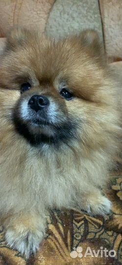 Померанский шпиц Вязка кобель