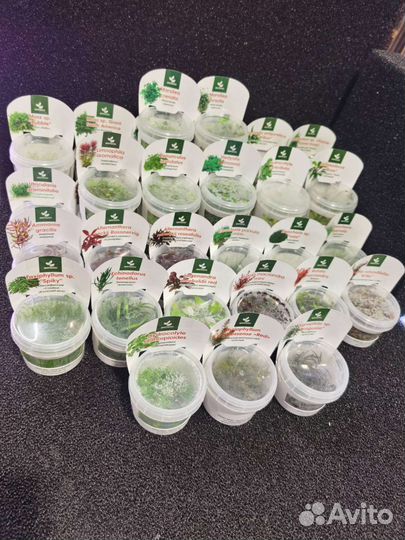 Меристемные растения для аквариума