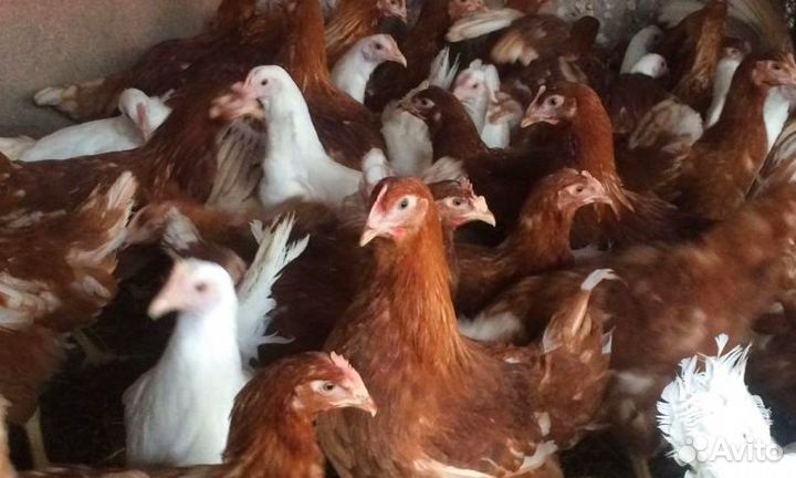 Куры молодки несушки, Яйца на каждый день