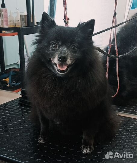 Модель на груминг