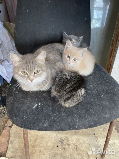 Котята в добрые руки
