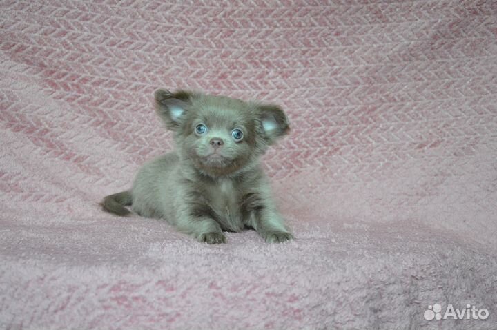 Лиловый красавчик