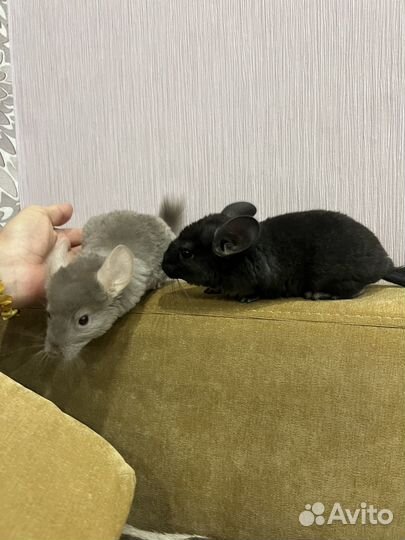 Шиншилла