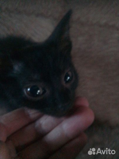 Хорошие игривые котята ищут своих хозяев