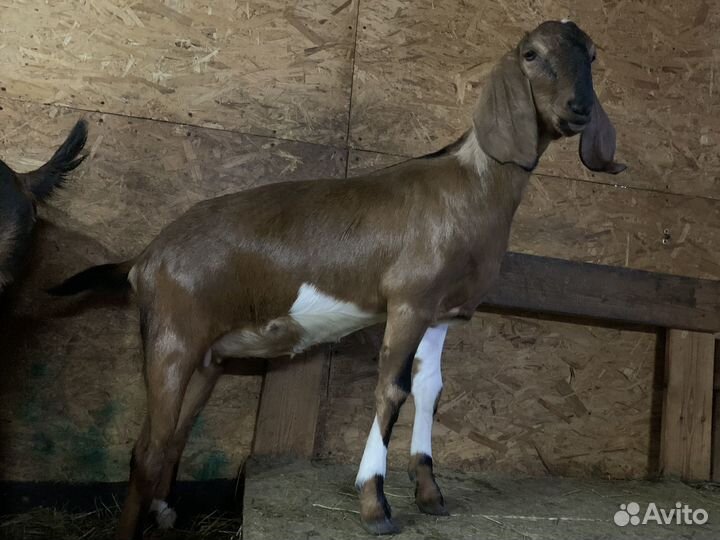 Нубийские козы