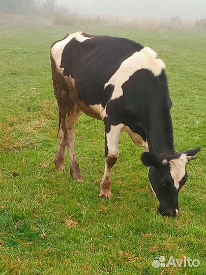 Тёлка голштинка