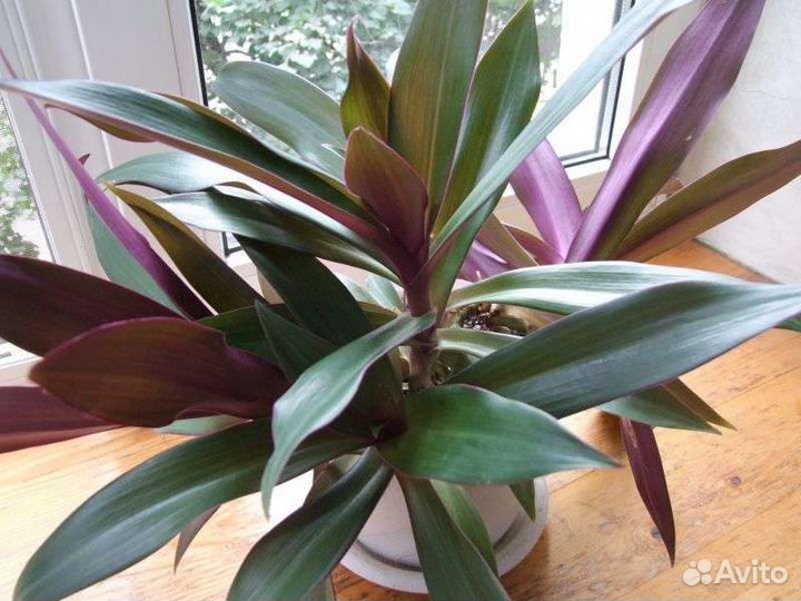 Много растений