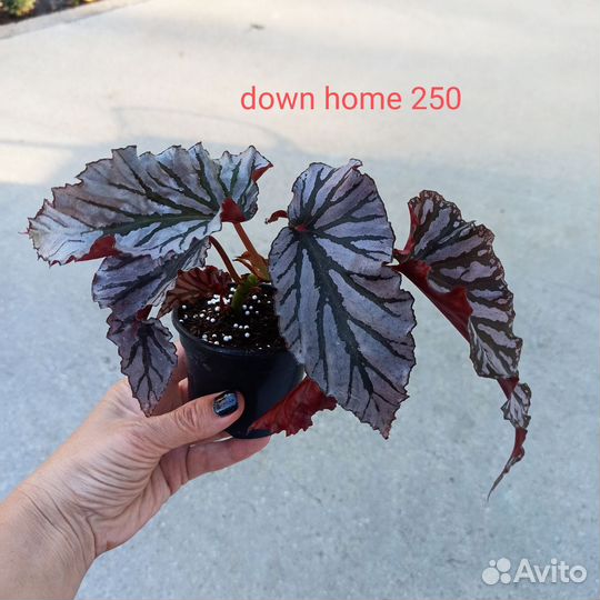 Бегонии кейн