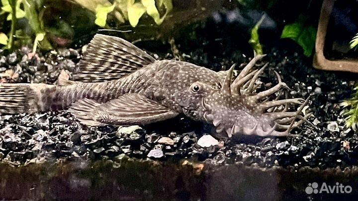 Анциструс сом