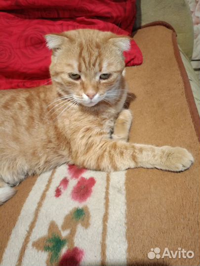 Шотландский вислоухий кот