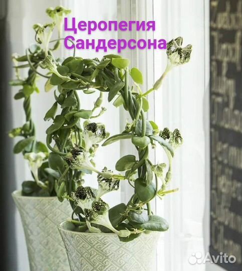 Суккуленты:Церопегия Сандерсона,Линеарис