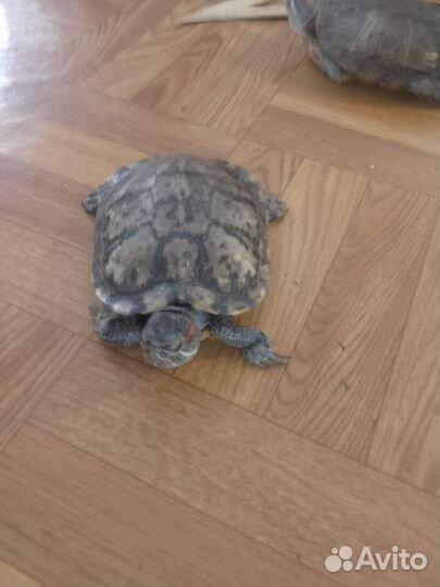 Красноухая черепаха