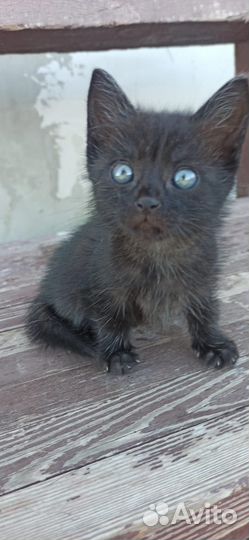 Котята в добрые руки бесплатно