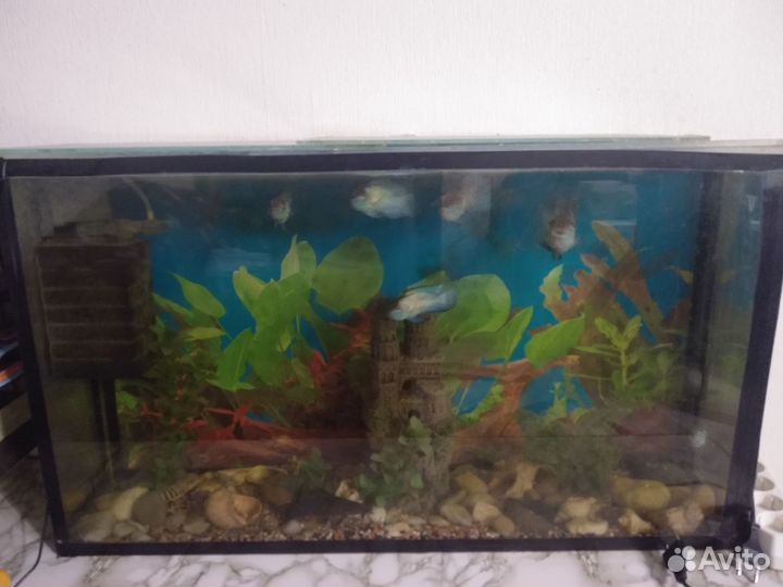 2 аквариума с рыбками