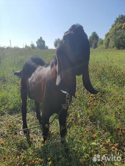 Англо нубийский козел