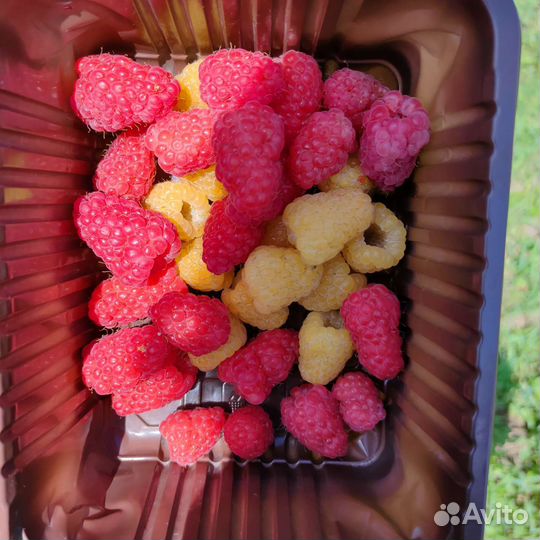 Саженцы малины