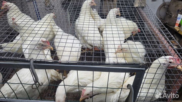 Куры несушки Белый Леггорн, Декалп