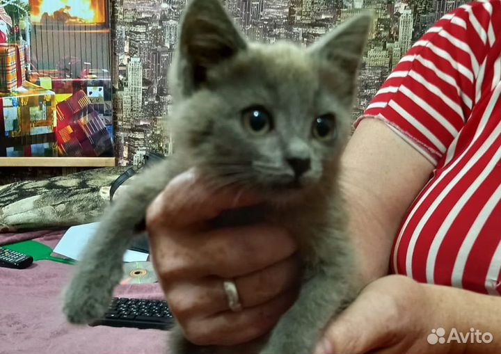 Котята бесплатно