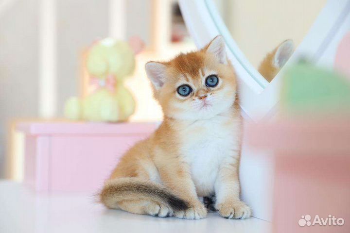 Золотая девочка британочка