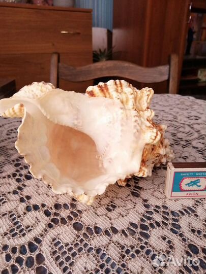 Морские ракушки раковины