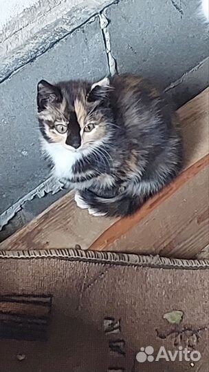 Кошка в дар бесплатно