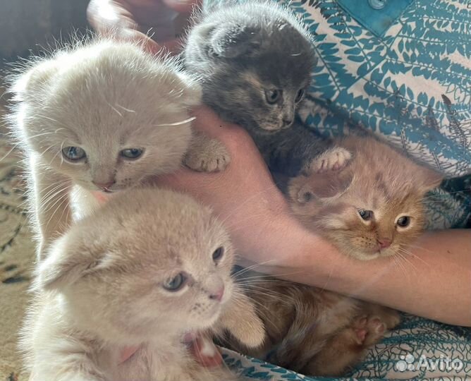 Шотландские котята