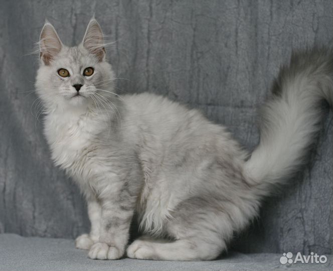 Мейнкун высокое серебро