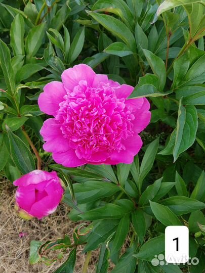 Пионы, корни