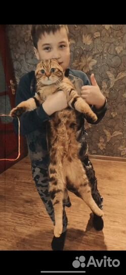 Шотландская вислоухая в золотом окрасе