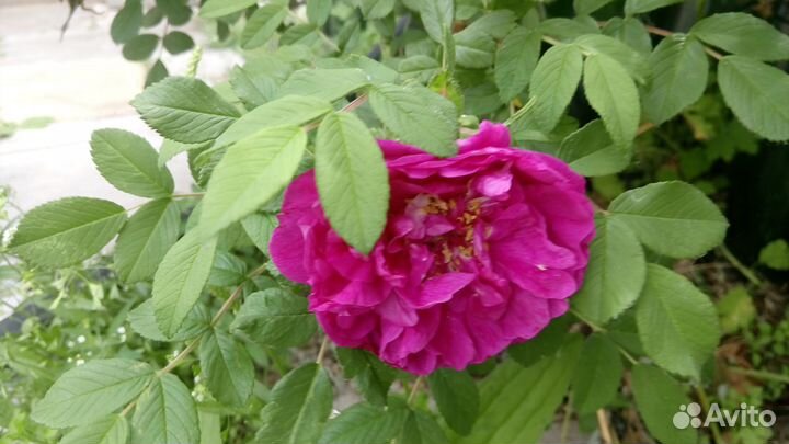 Зимоустойчивая сибирская роза