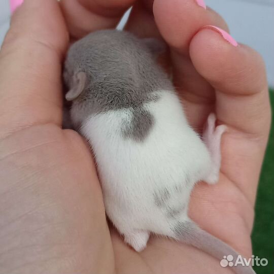 Декоративная крыса/ дамбо/ сфинкс