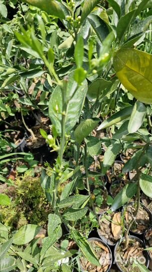 Сладкий аромат