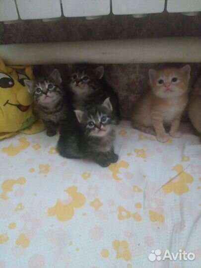 Котята 1,5 месяца