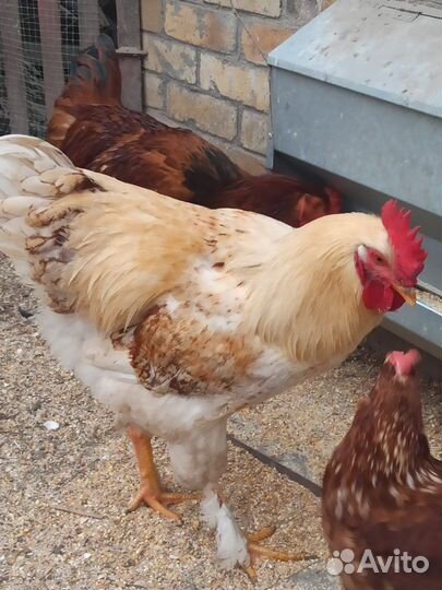 Породистые петухи Родонит