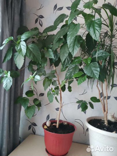 Комнатные цветы