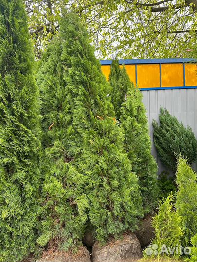 Туя смарагд 2.5-2.6м. С доставка. Посадка