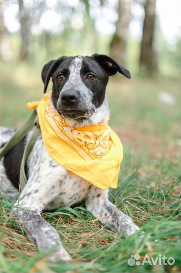 Щенок из приюта в дар