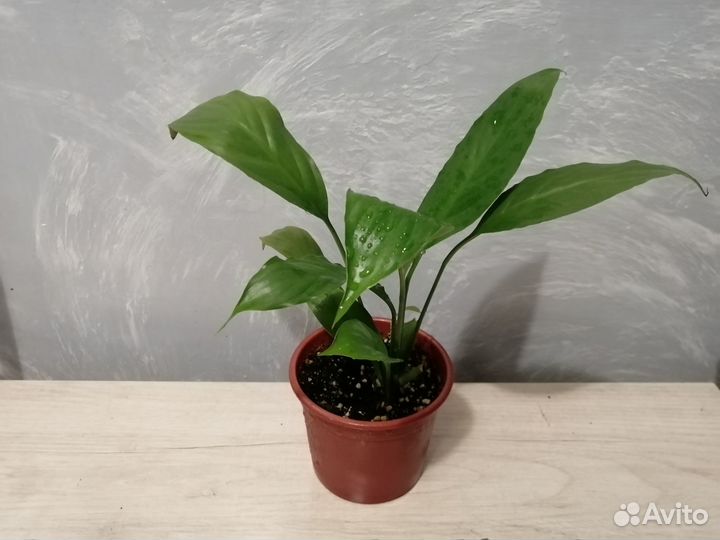 Спатифиллум