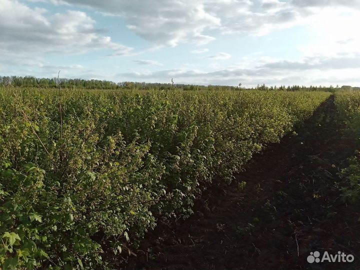 Саженцы Жимолости (мордовские)