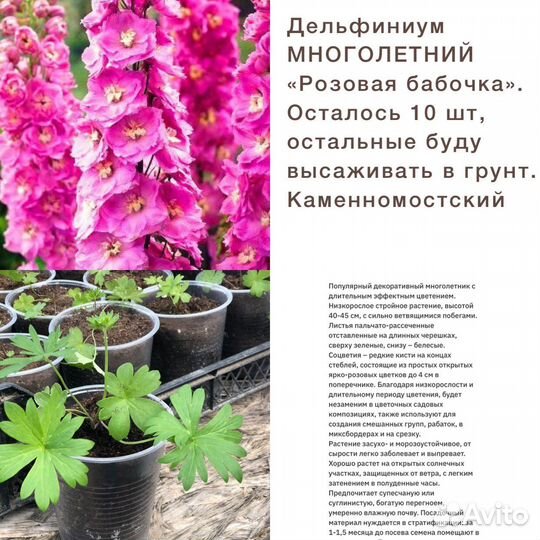 Дельфиниум многолетний, Ампельная Вербена