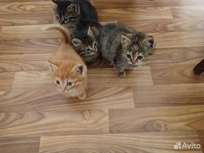Домашние животные котята