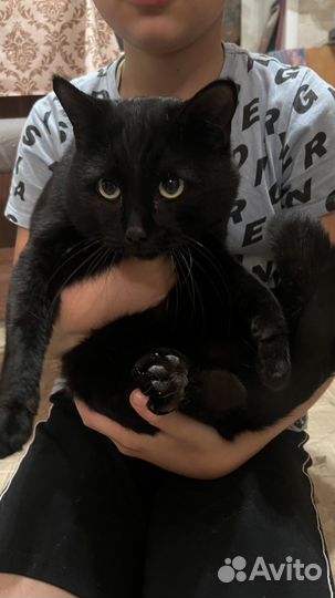 Черный котик на удачу в добрые руки