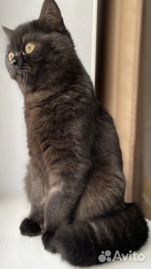 Котик на вязку