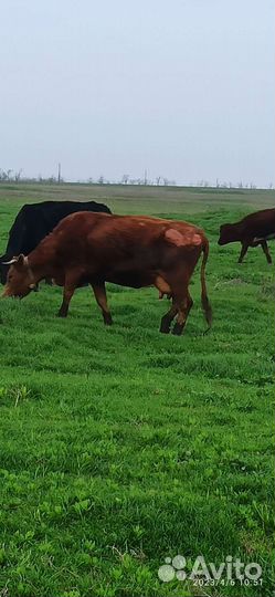 Коровы дойные молочные