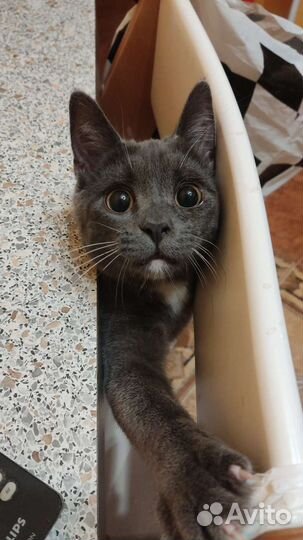 Котик в добрые руки