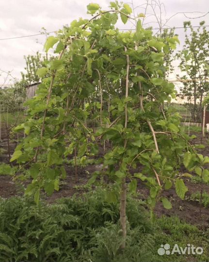 Шелковица на штамбе (тутовник)