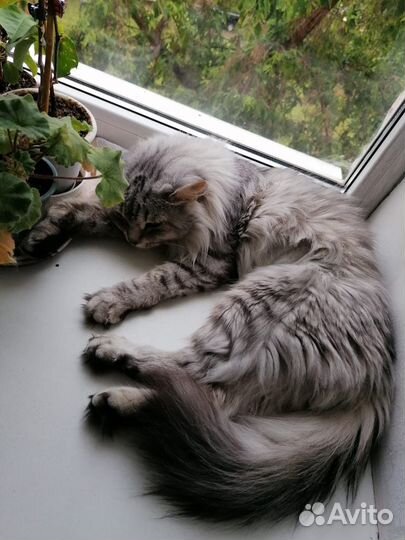 Отдается в добрые руки кошка