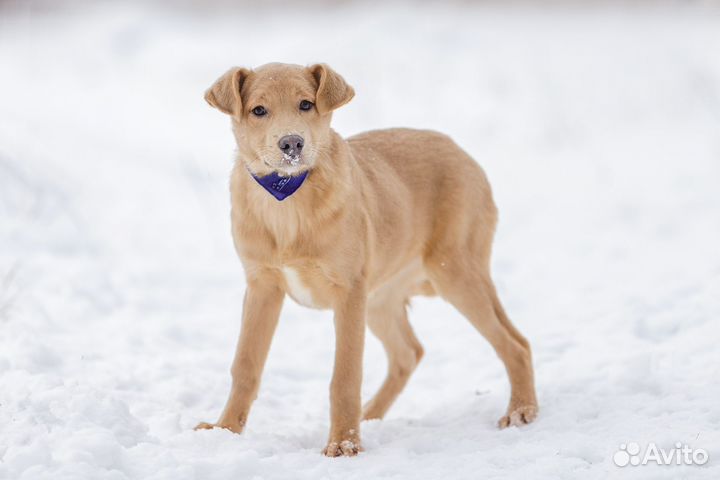 Щенок в добрые руки