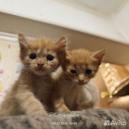 Котята ищут дом